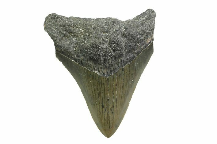 Juvenile Megalodon Tooth - North Carolina #354531